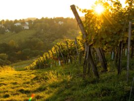 Blick in einen Weinberg im Gegenlicht herbstlich-warmen Licht