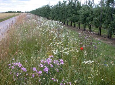 {:de}Biodiversitätsprojekt{:}{:en}PRO PLANET Apple Project{:}