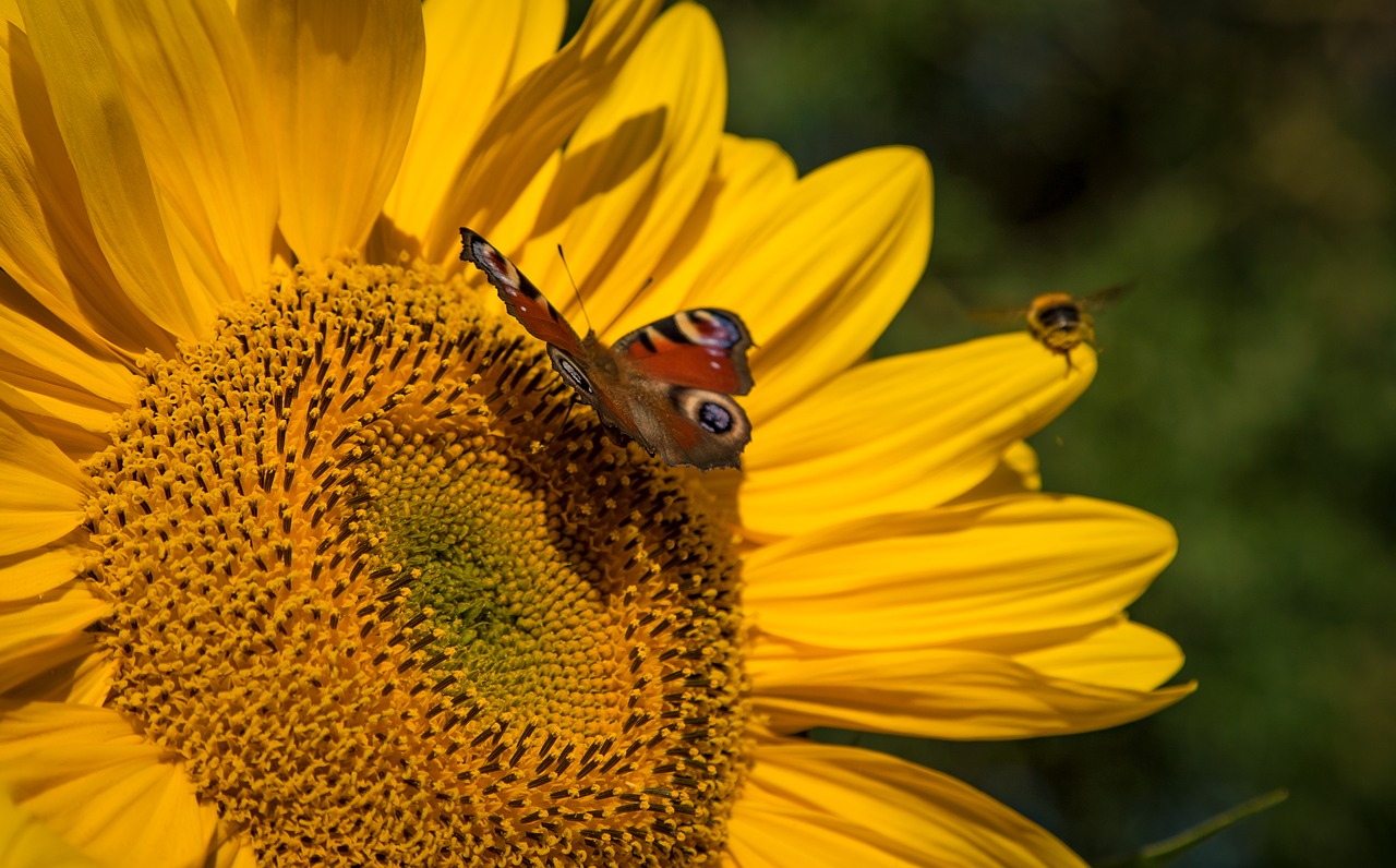 К чему снится желтый. Цветы. Bee Bloom. Nature Bees Flowers Sun Butterflies.